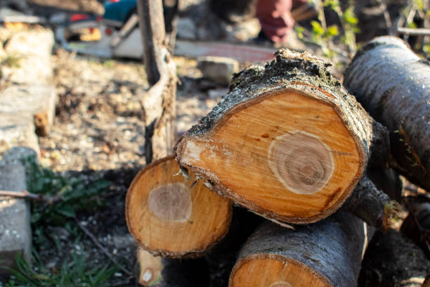 How Our Tree Care Process Works  in  Caldwell, TX