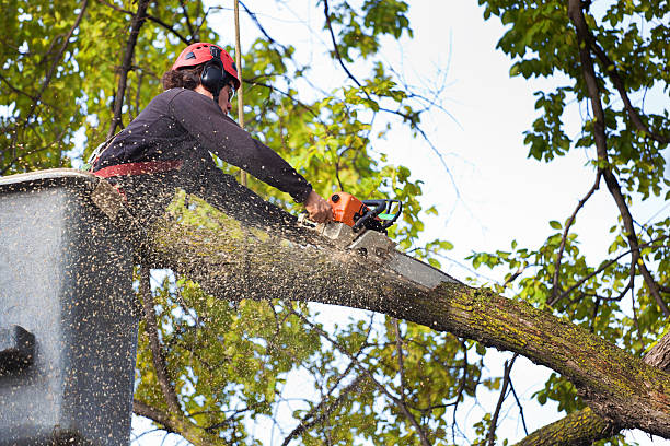 Caldwell, TX Tree Removal Services Company